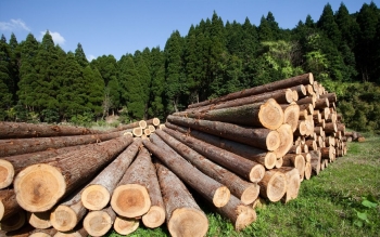 Стратегия развития лесного комплекса Российской Федерации до 2030 года утверждена Правительством